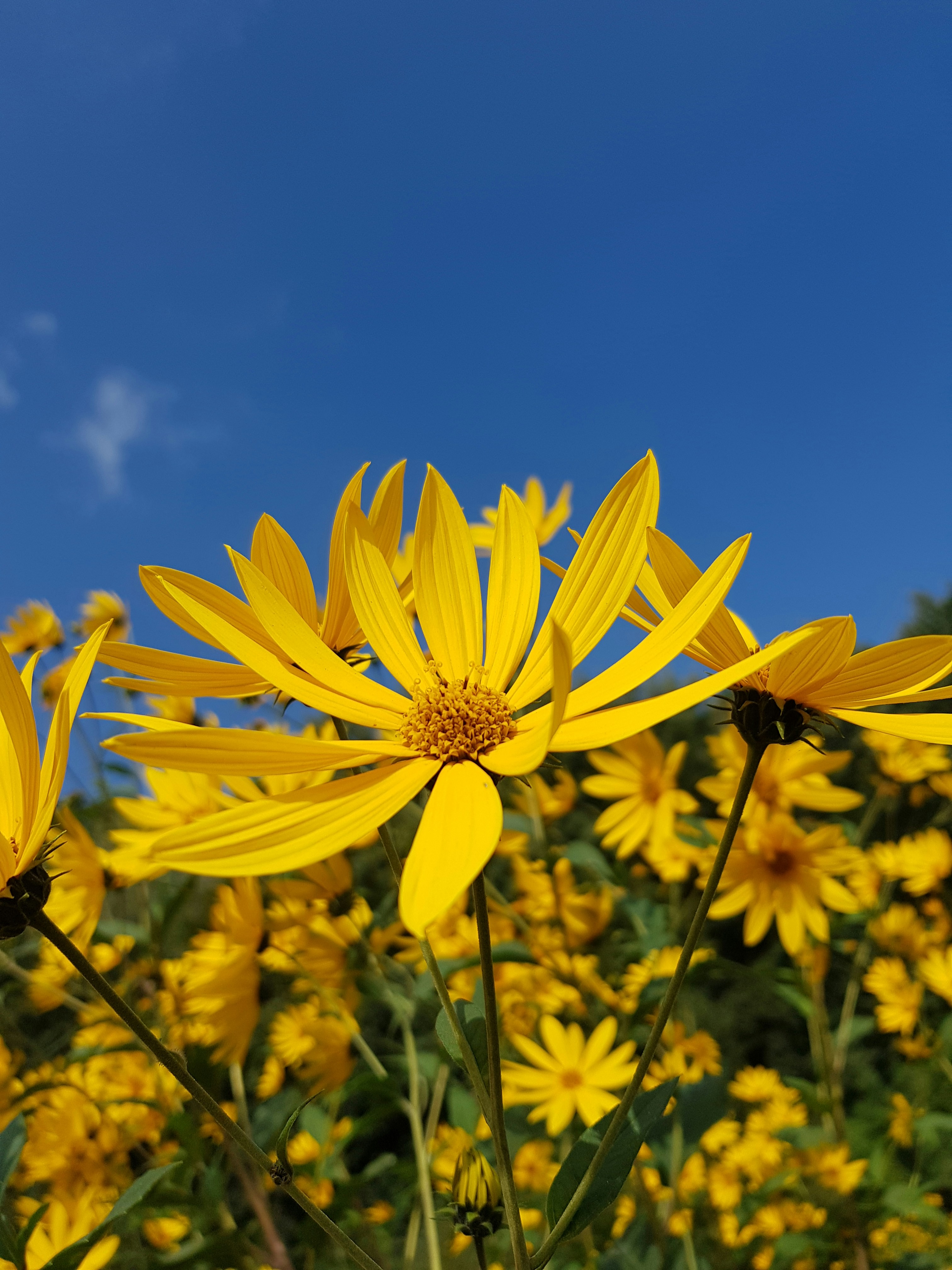 昼間に咲く黄色いデイジーの花の写真 Unsplashで見つける黄色の無料写真