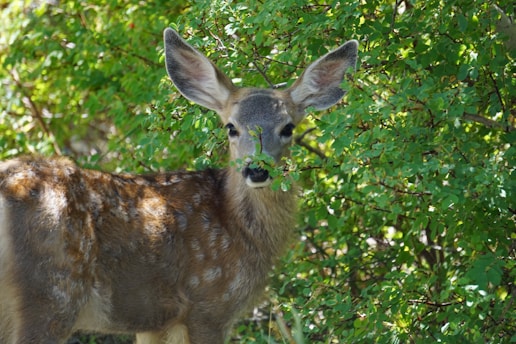 A young deer partially hidden by lush green foliage, with its eyes and large ears prominently visible. The deer has a mix of brown and white fur, and it stands in a dappled light setting, indicating a sunny day.