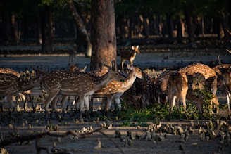 group of deer on brown field during daytime