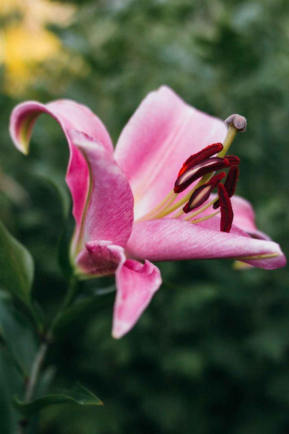 pink and white flower in tilt shift lens