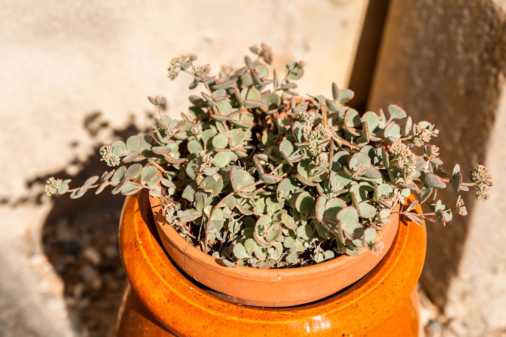 green plant on brown clay pot