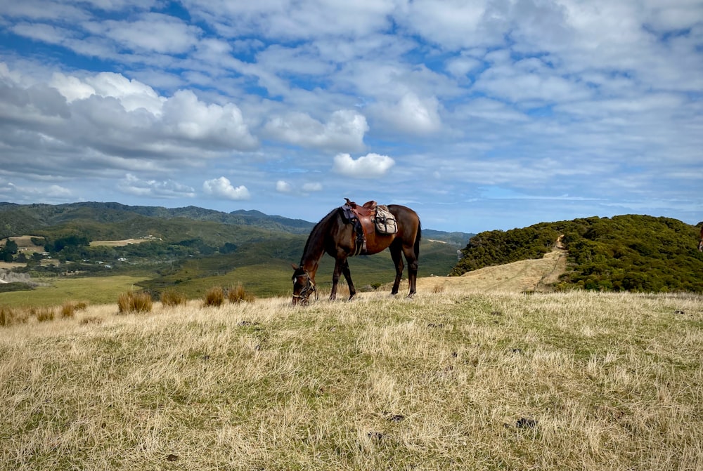 cheval brun sur le champ d’herbe verte sous le ciel bleu pendant la journée