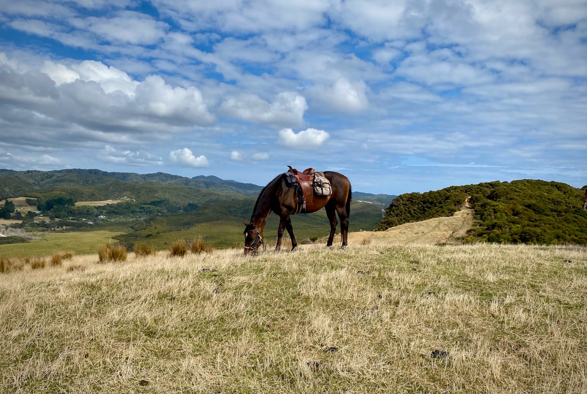 New Zealand