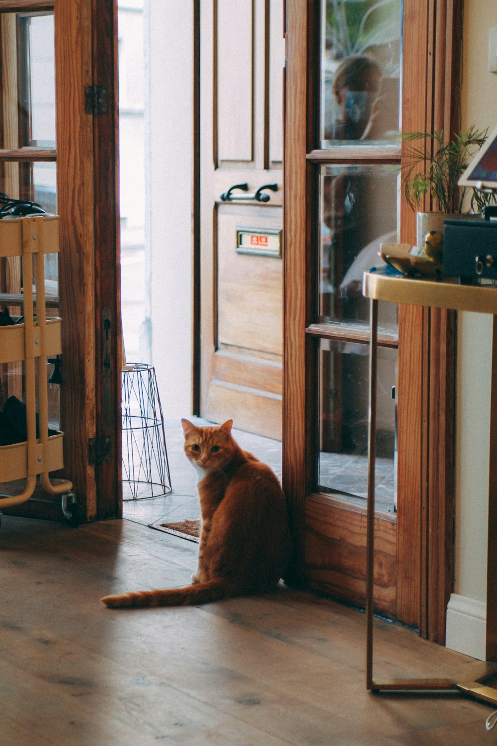 orange tabby cat sitting on brown wooden chair