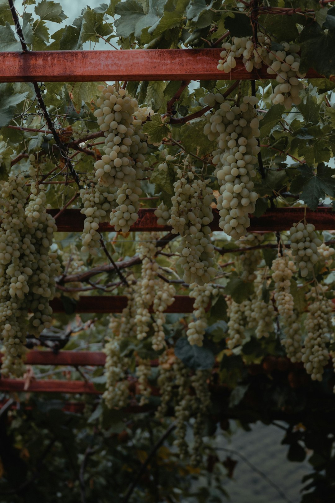 white round fruits on tree