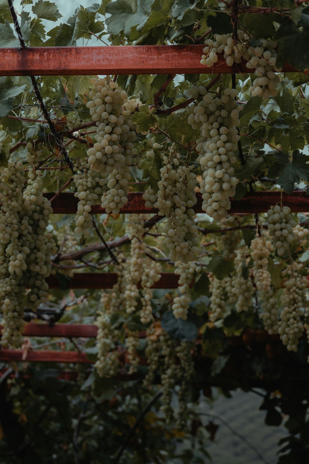 Frutti rotondi bianchi sull'albero