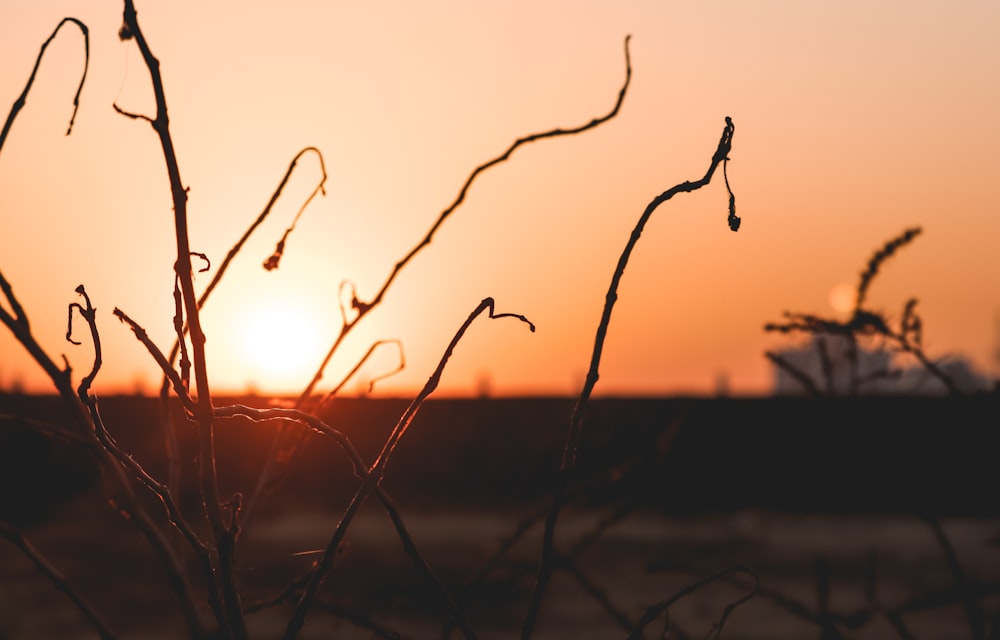 silhouette of plant during sunset