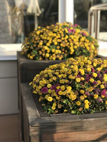 A small urban garden with colorful flowers and rustic wooden planters.