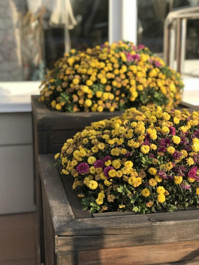 A rustic wooden planter overflowing with vibrant flowers, set against a sunlit garden backdrop.
