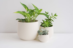 Three cream-colored planters of varying sizes contain different types of green plants. The left planter holds a plant with large, vibrant green leaves. The middle planter features a succulent with thick, glossy leaves, and the rightmost planter contains a small plant with fuzzy, silver-green leaves. All are placed on a white surface with a simple, clean background.