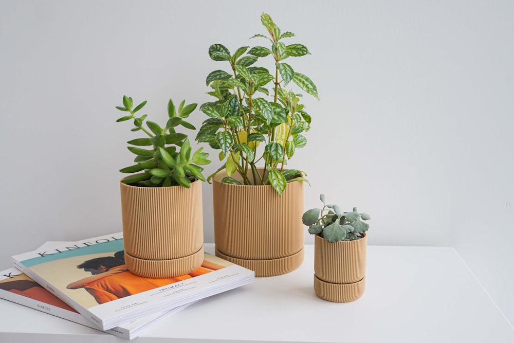 green plant in brown clay pot