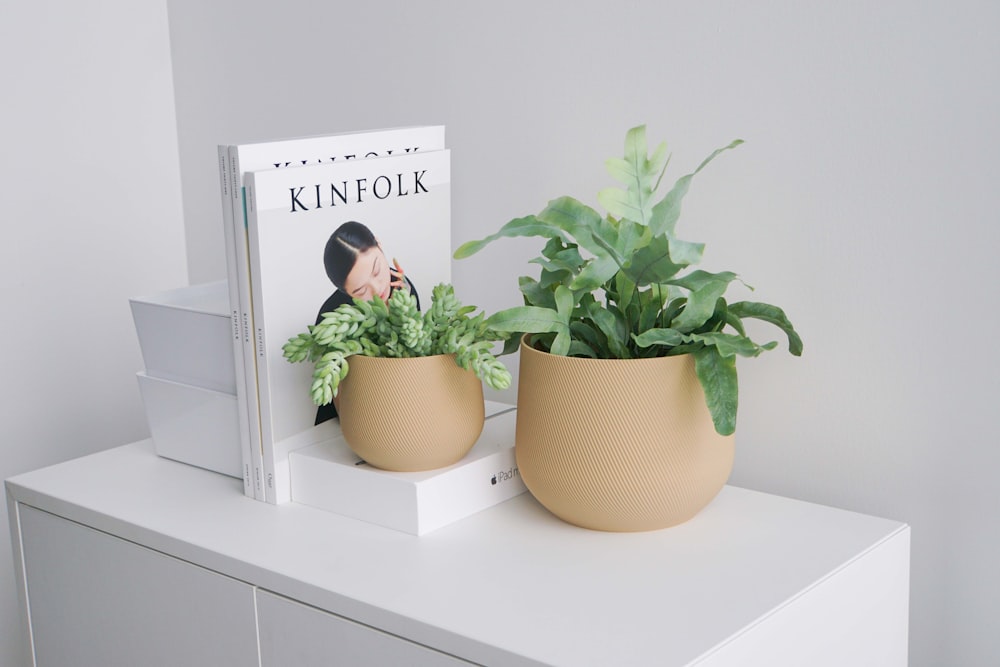 green plant on brown pot