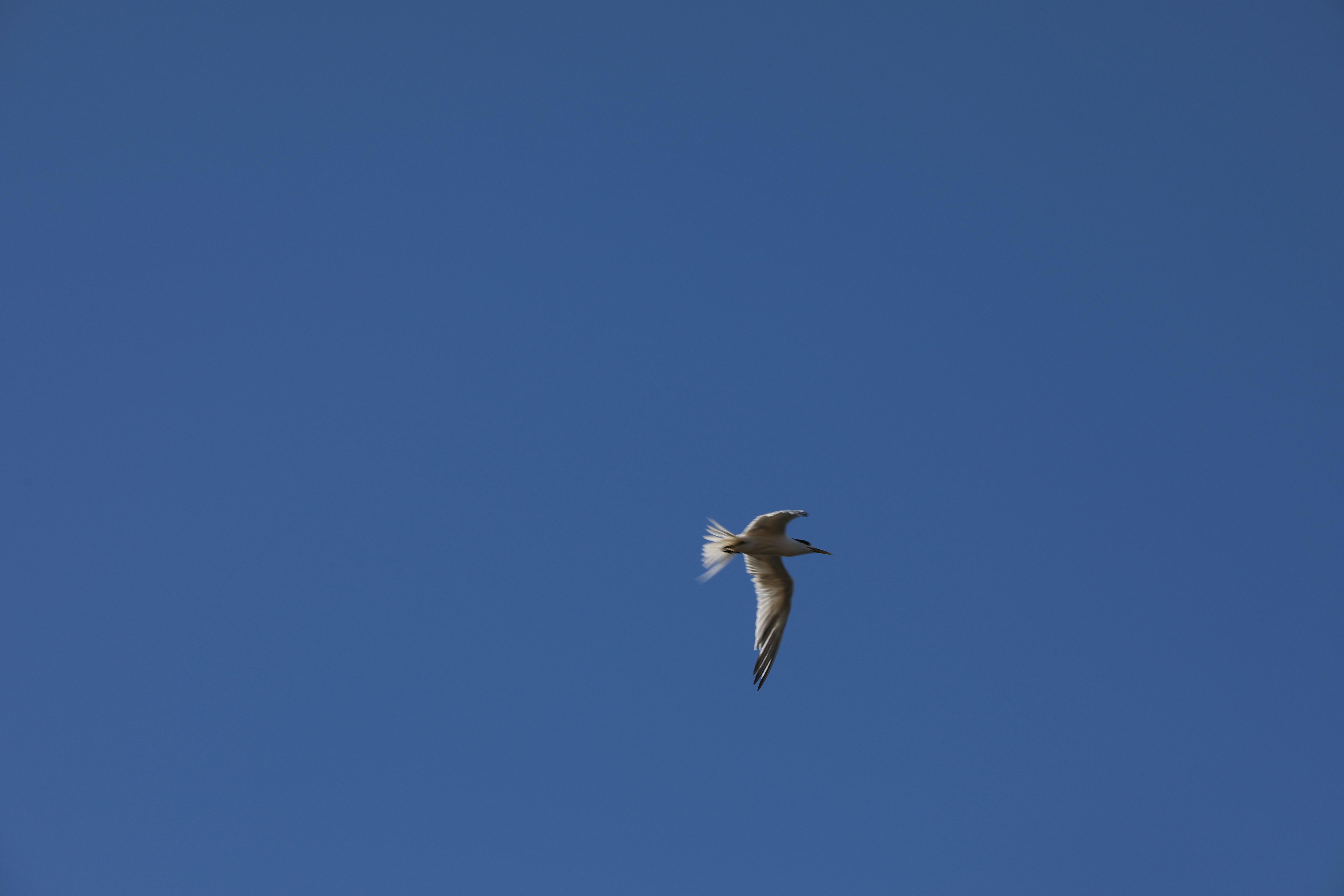 Photo by marcusdallcol