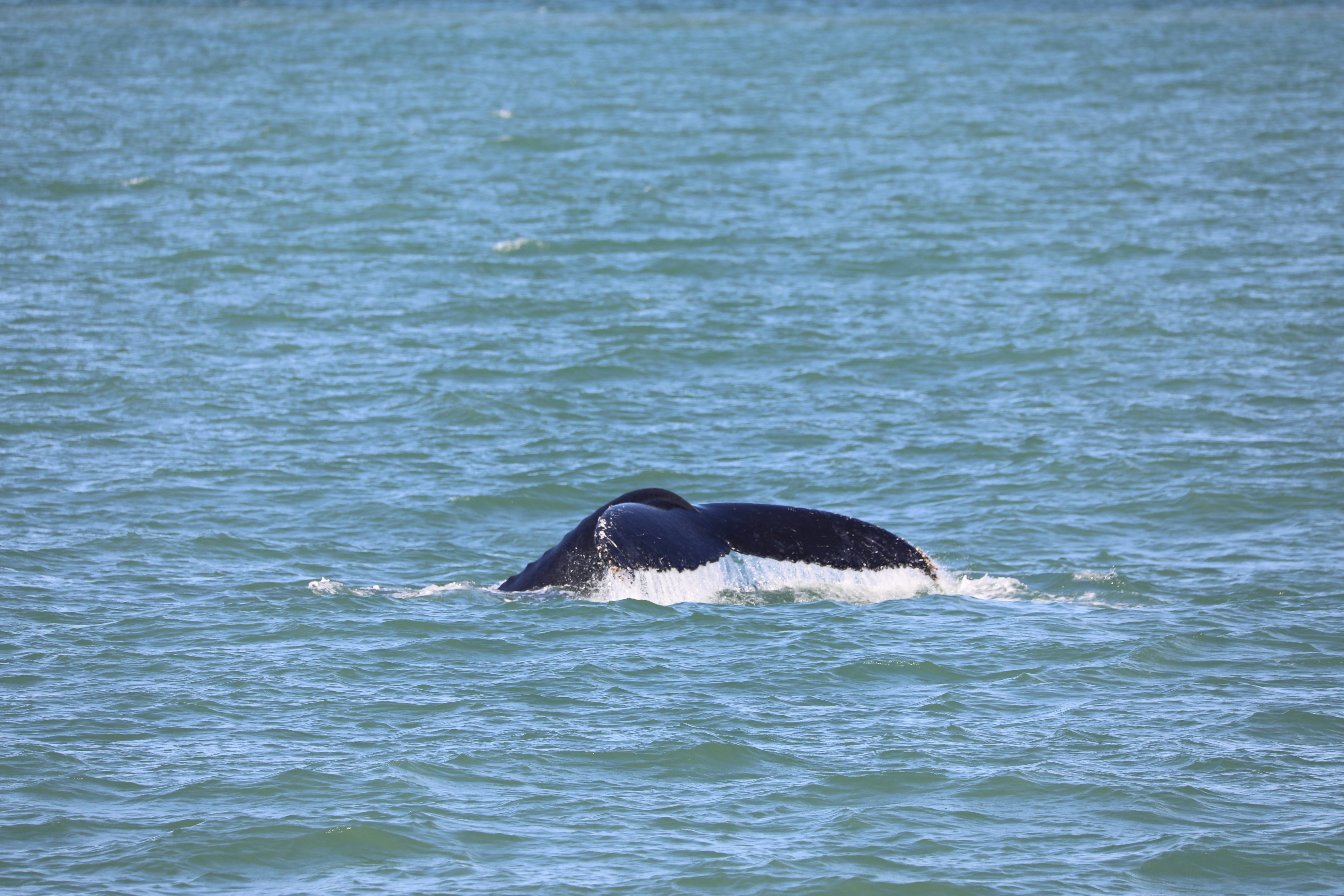 Photo by marcusdallcol