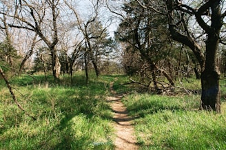 green grass and brown trees