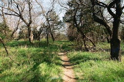 green grass and brown trees
