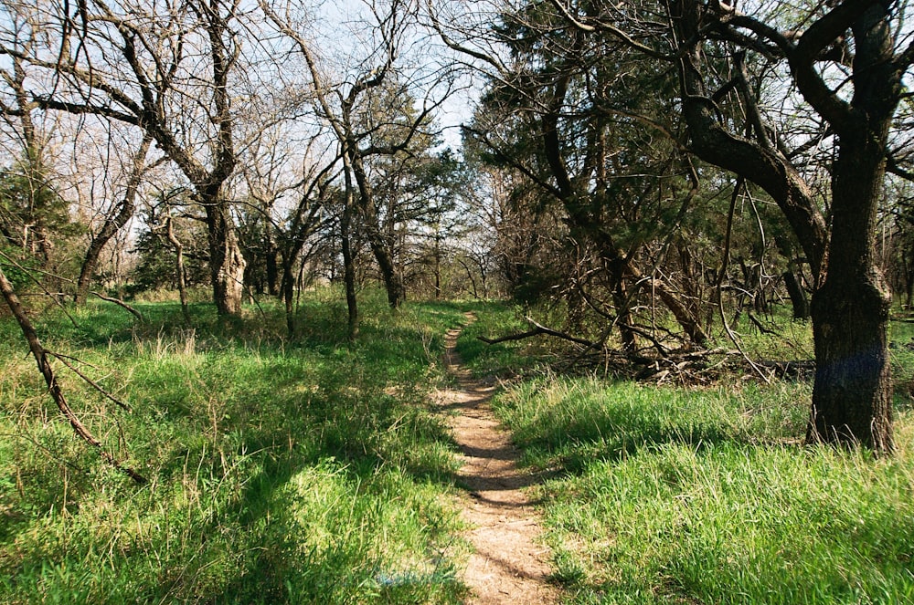 green grass and brown trees