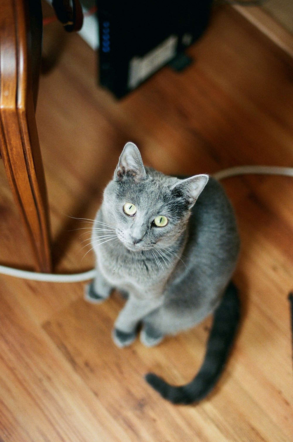 Chat bleu russe sur plancher en bois brun