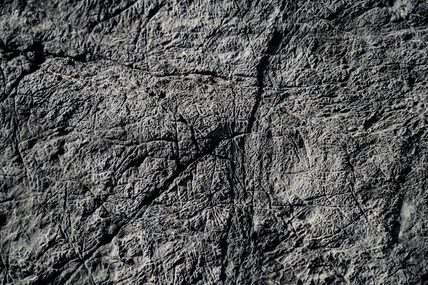 Timber material texture and grain detail