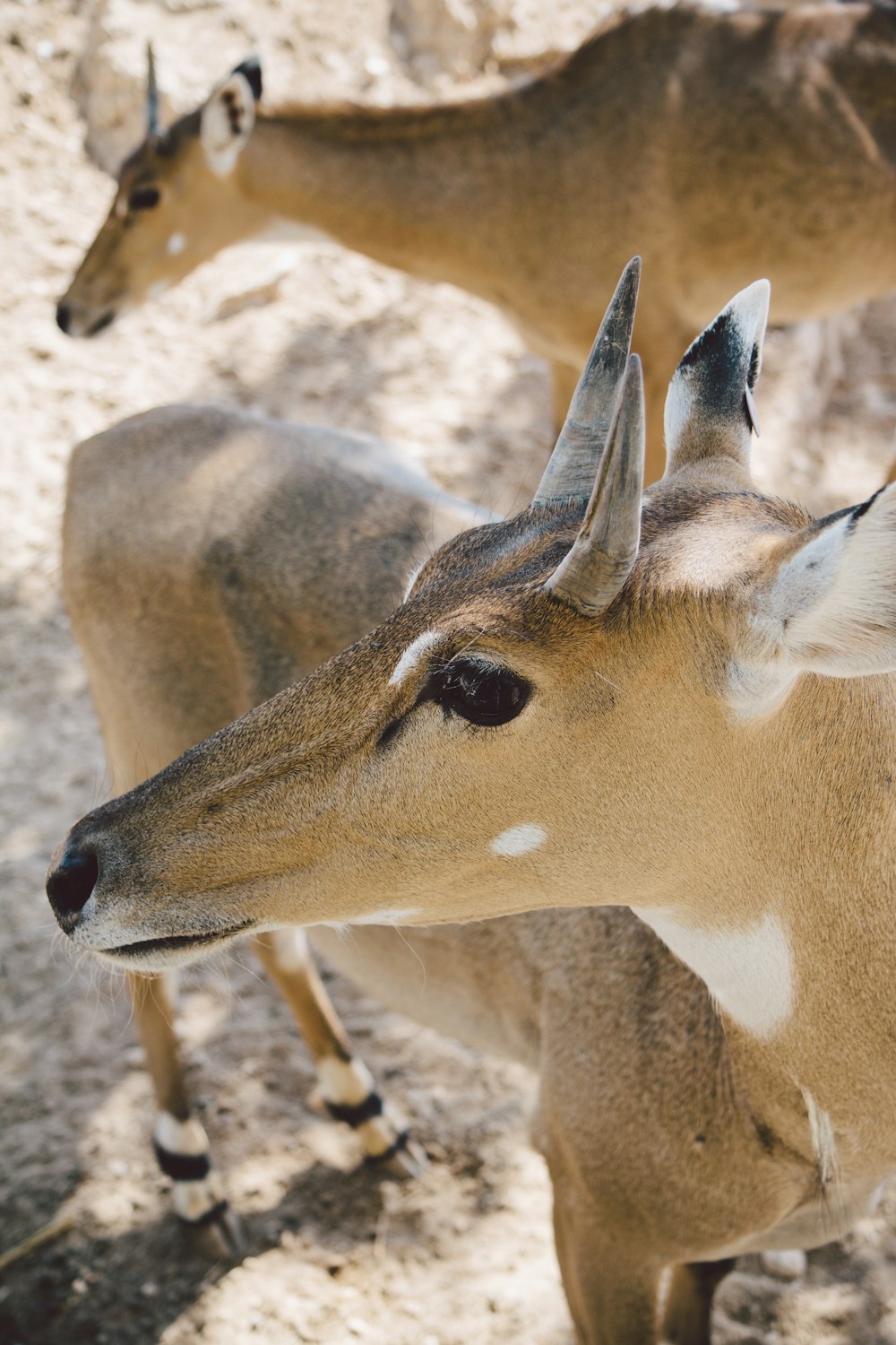 Braunhirsche tagsüber auf braunem Sand