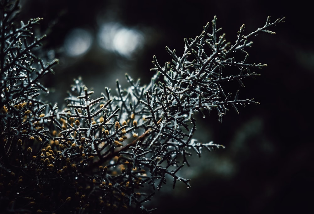 brown plant in close up photography