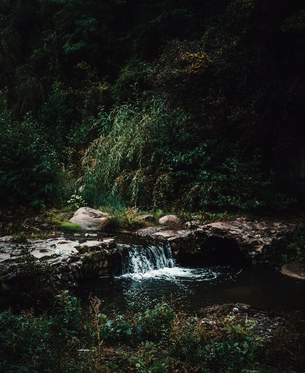 green trees and river during daytime