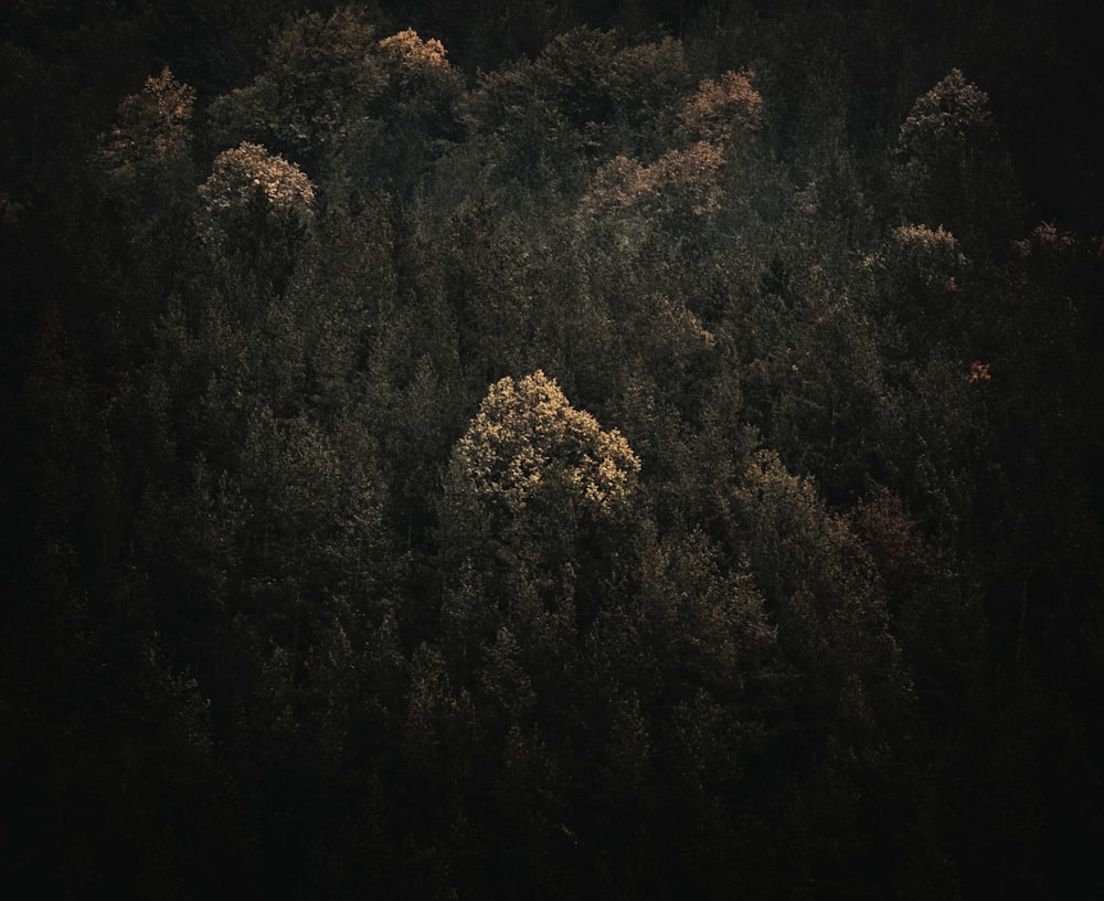 brown and green trees during daytime