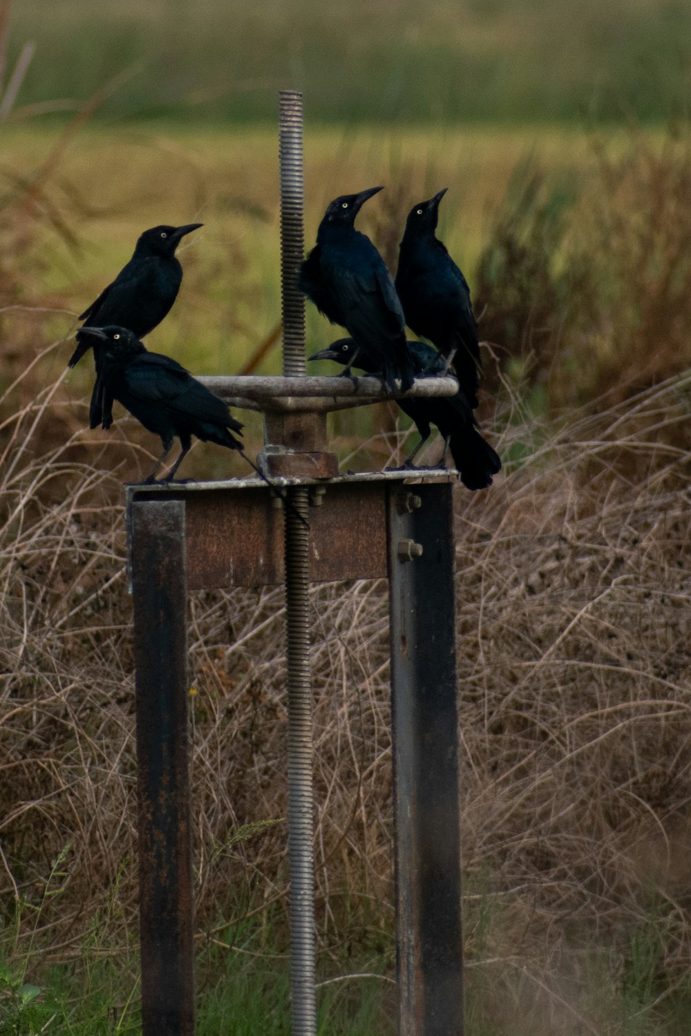 a group of black birds sitting on top of a metal pole