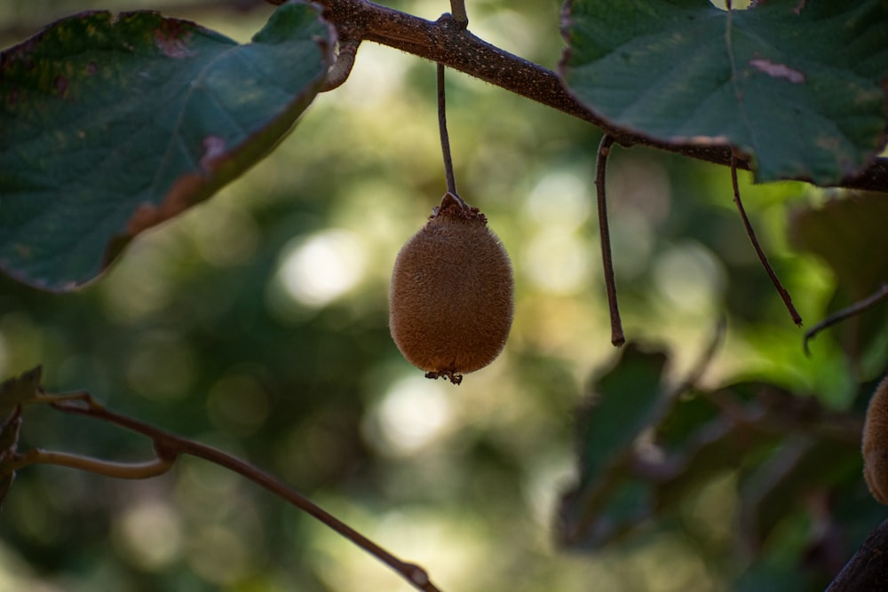 a fruit hanging from a tree branch with leaves