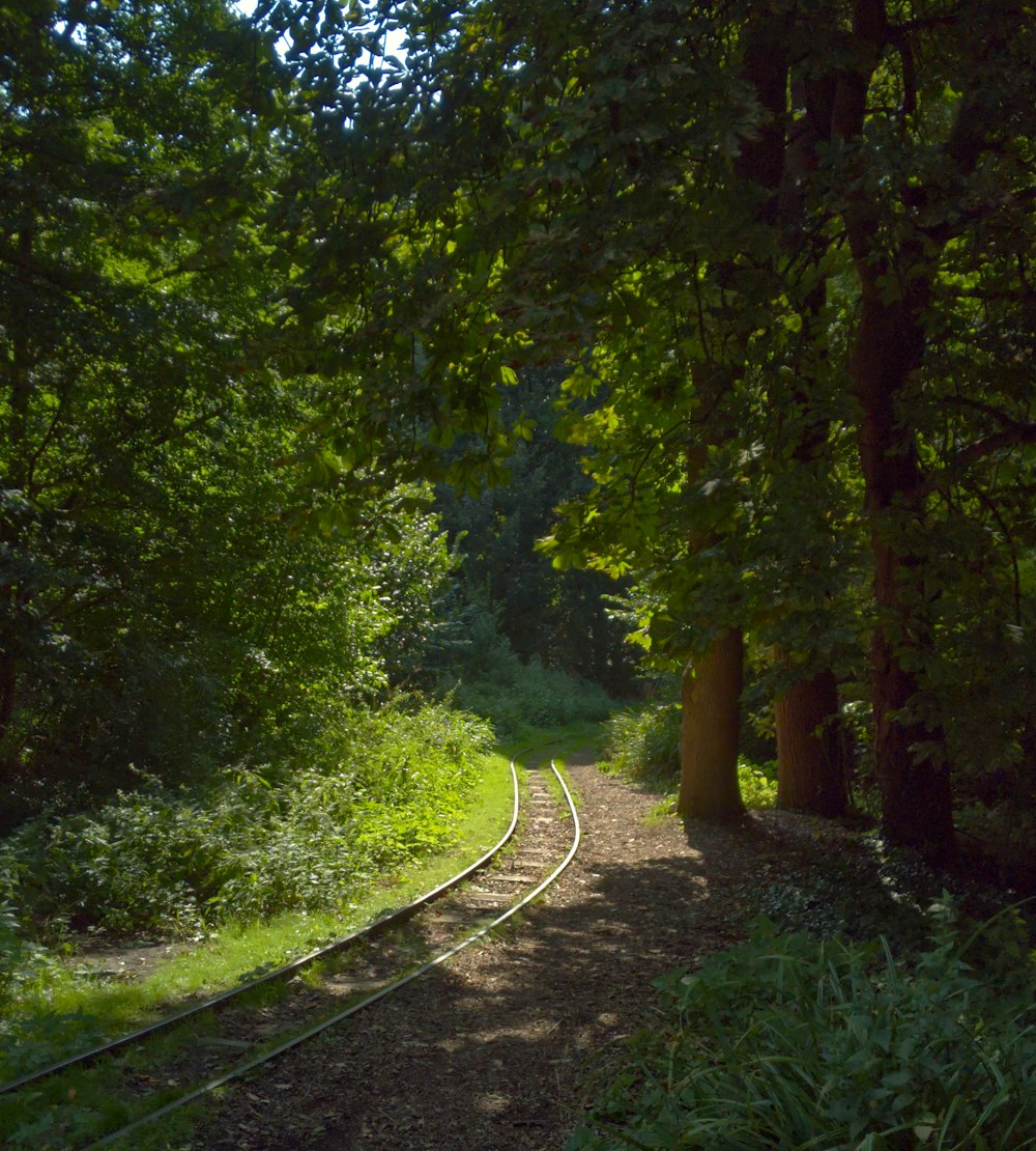 green trees beside gray concrete road during daytime