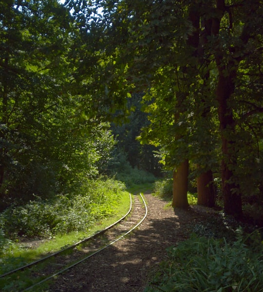 green trees beside gray concrete road during daytime in Amstelpark Netherlands