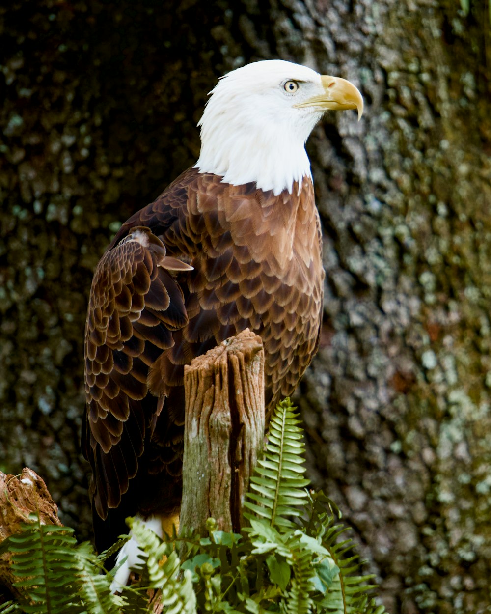 brown and white eagle on brown tree branch