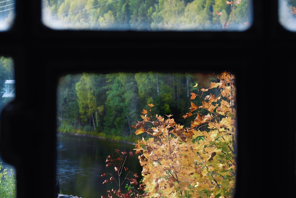 brown leaves on black framed glass window