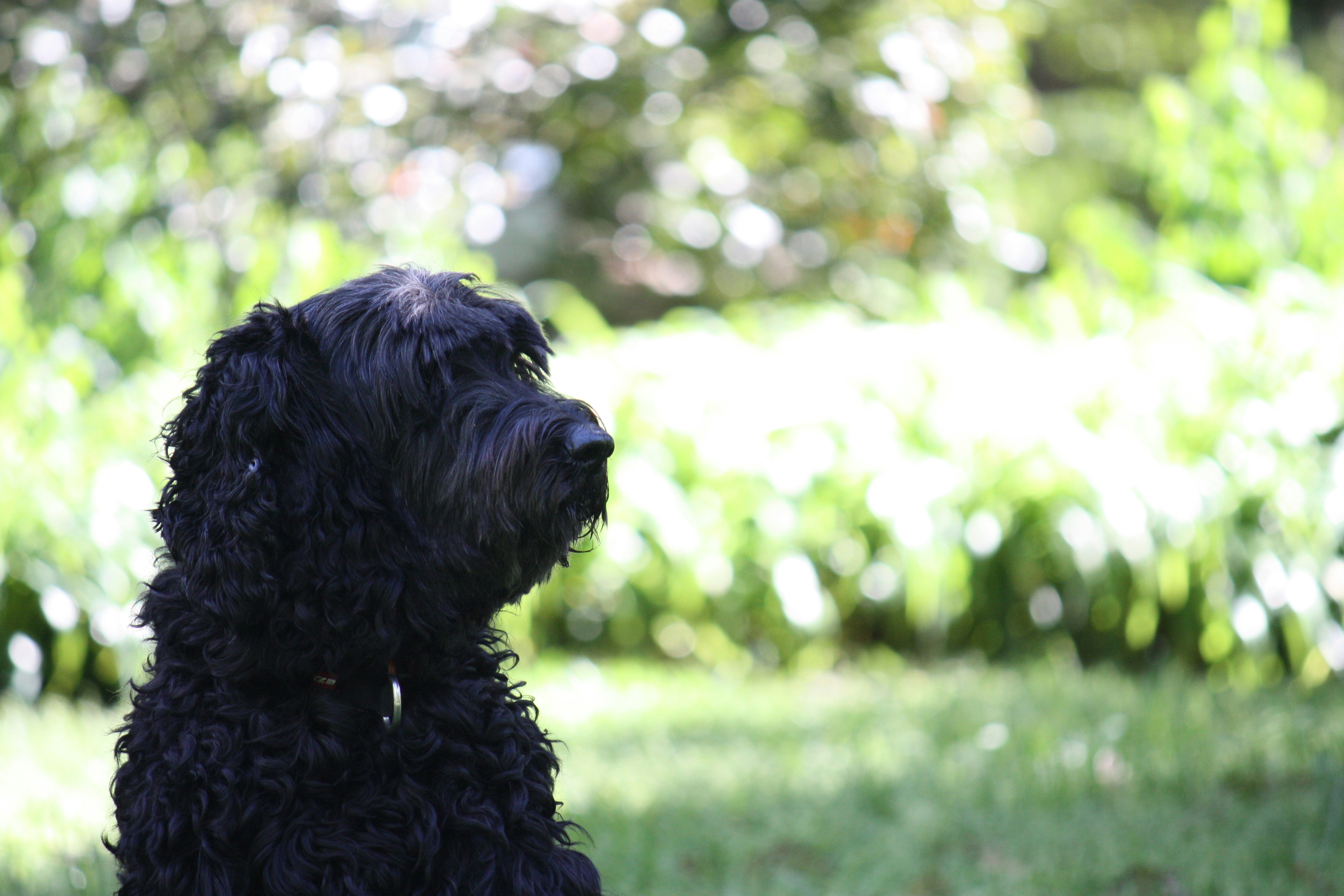 Photo by miley_dog123