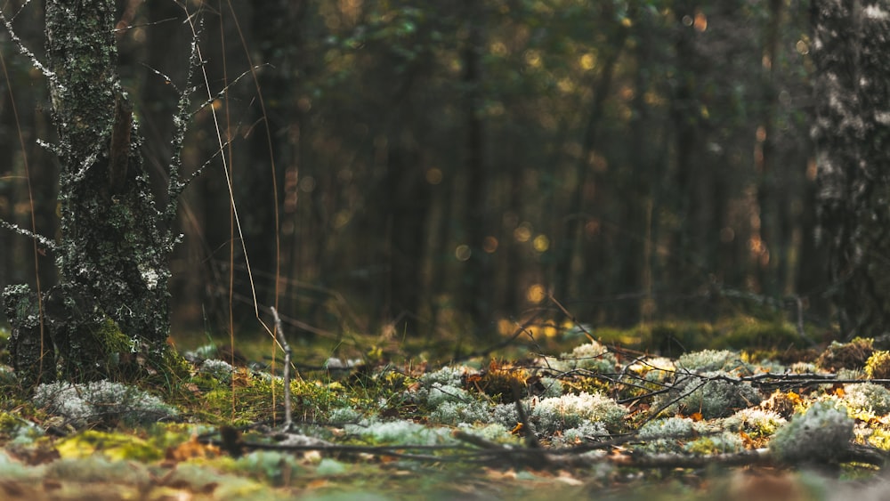 water flowing on brown tree branch