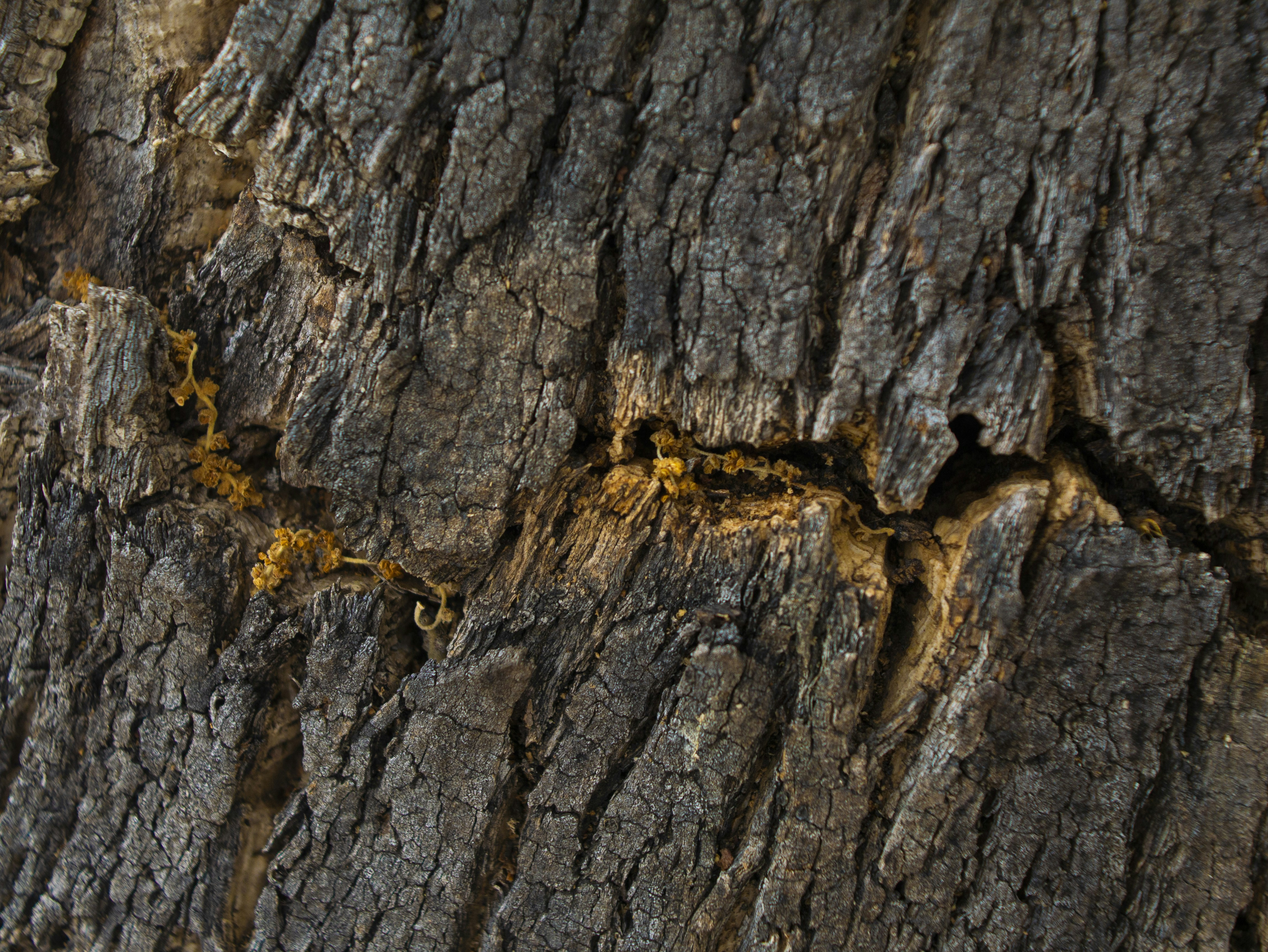 Featured image of post openrag