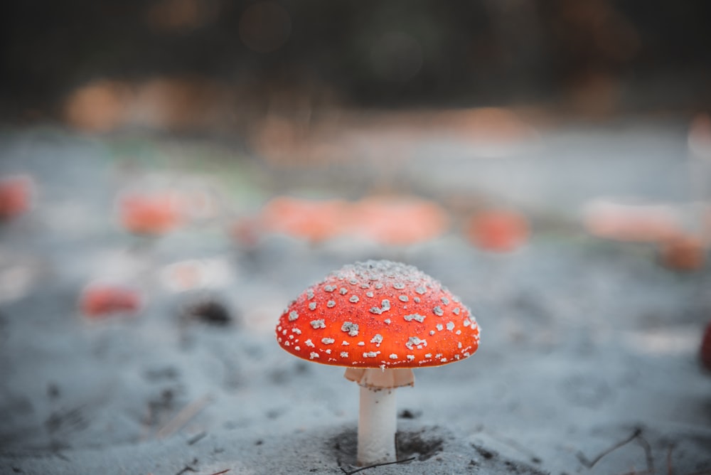 red and white mushroom in close up photography