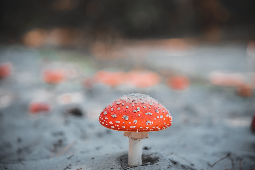 champignon rouge et blanc en photographie rapprochée