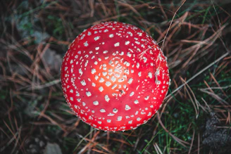 red and white mushroom in close up photography