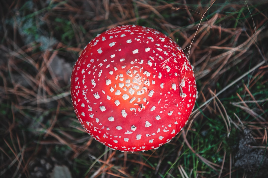 Amanita mushroom products