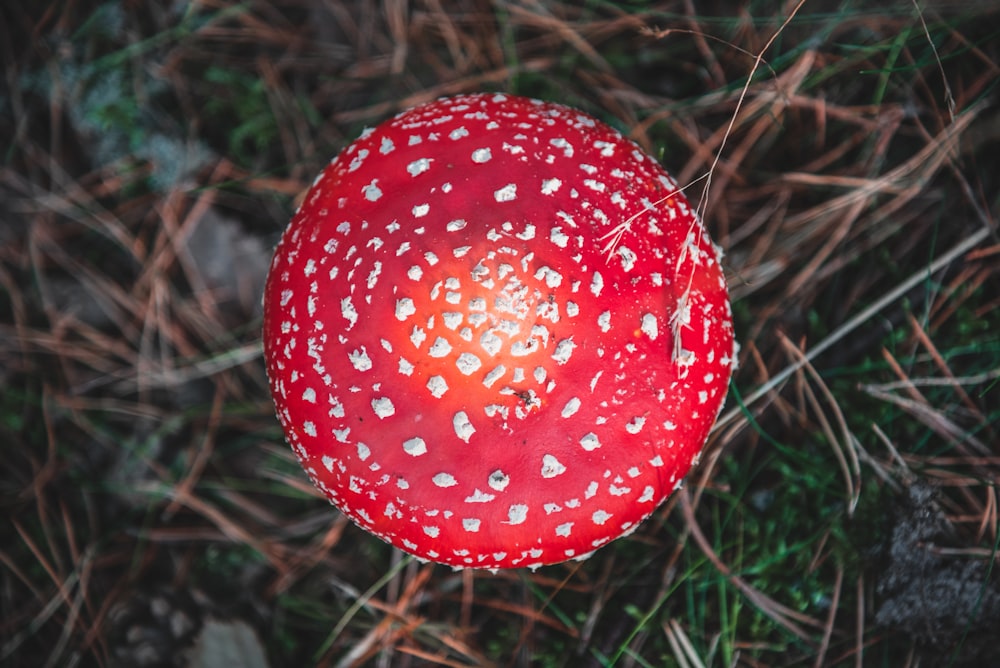 red and white mushroom in close up photography