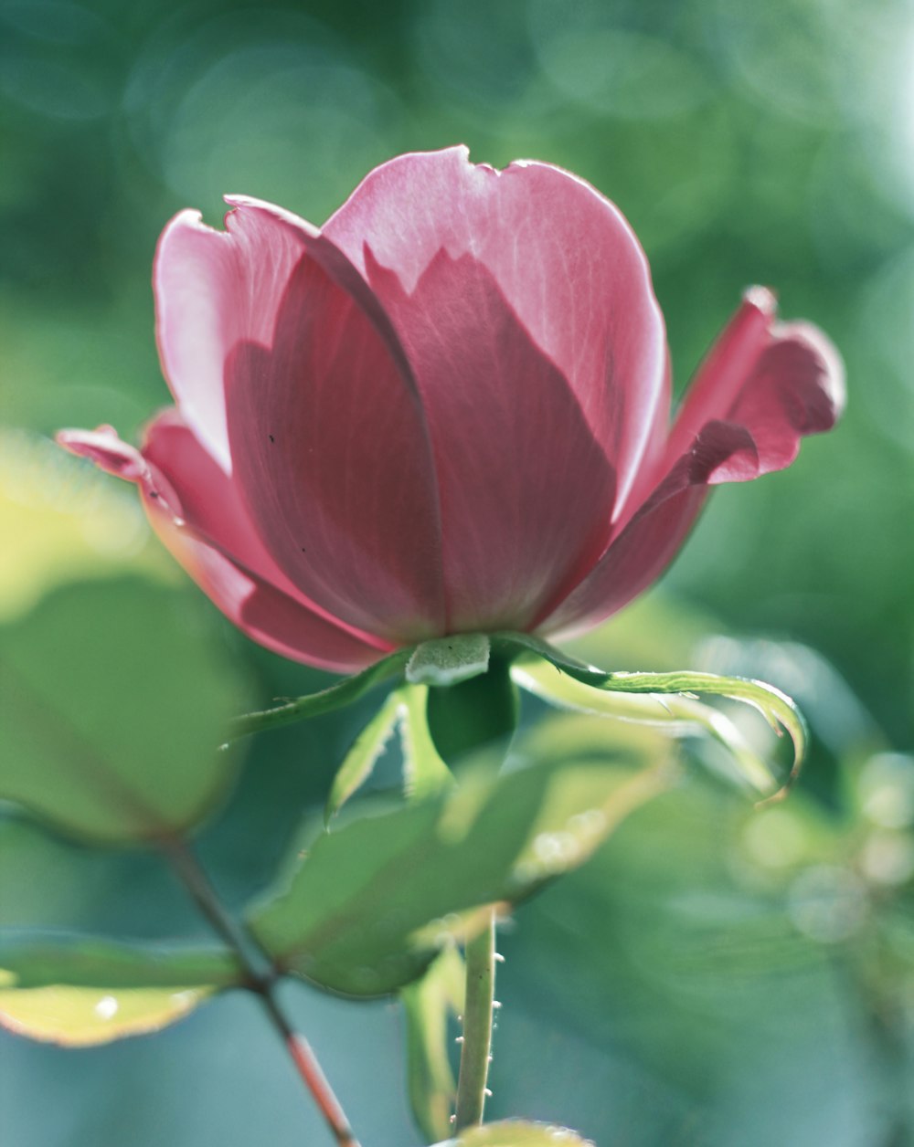 pink flower in tilt shift lens