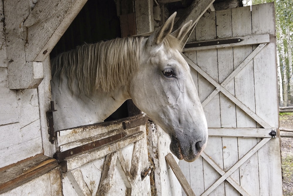 white horse in brown wooden cage