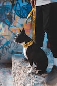 A Boston Terrier is sitting on a rough, concrete surface with a yellow 'OFF-WHITE' branded leash and collar. The dog is accompanied by a person wearing black pants and black shoes, standing beside it. In the background, there is a colorful, graffiti-covered wall.