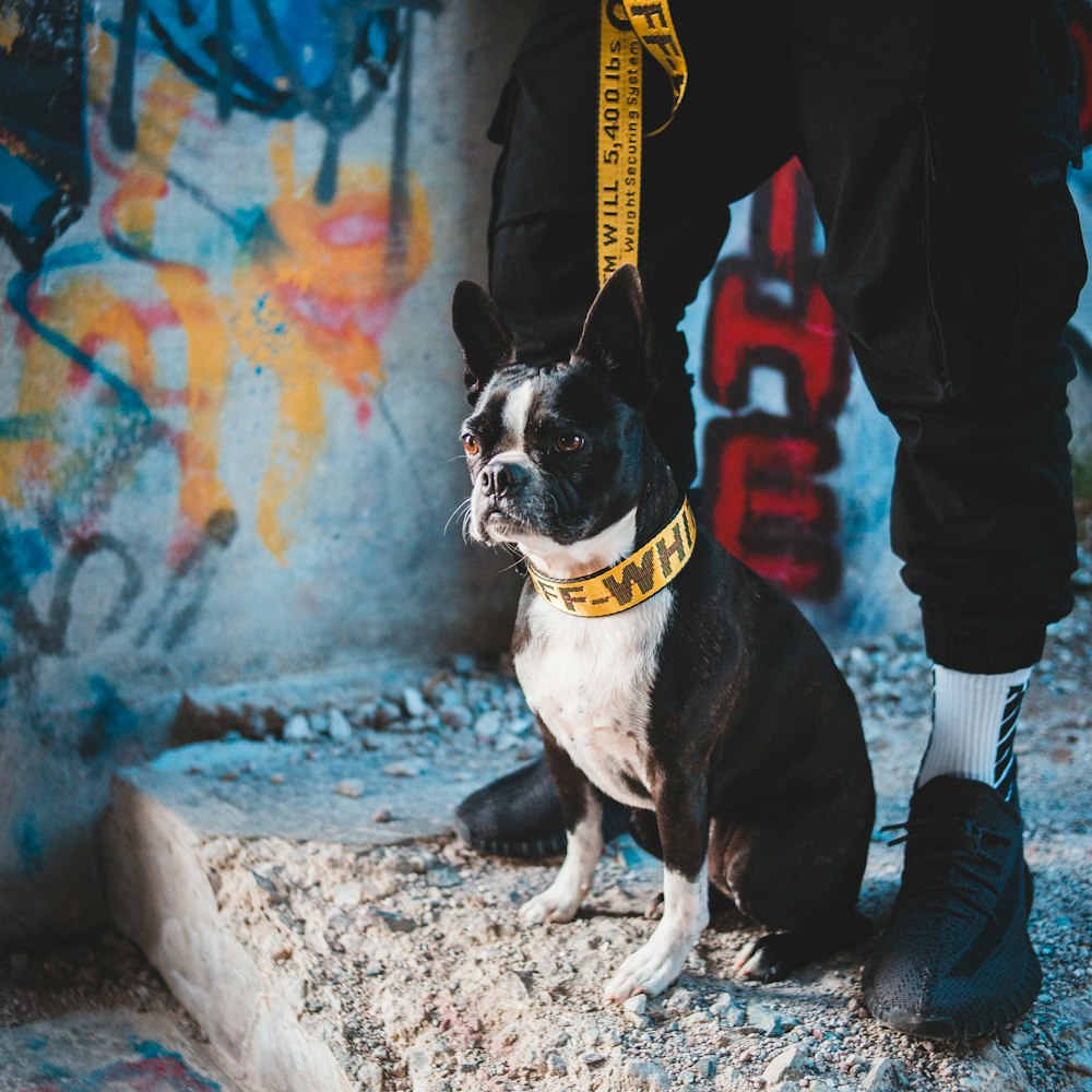 black and white short coated dog