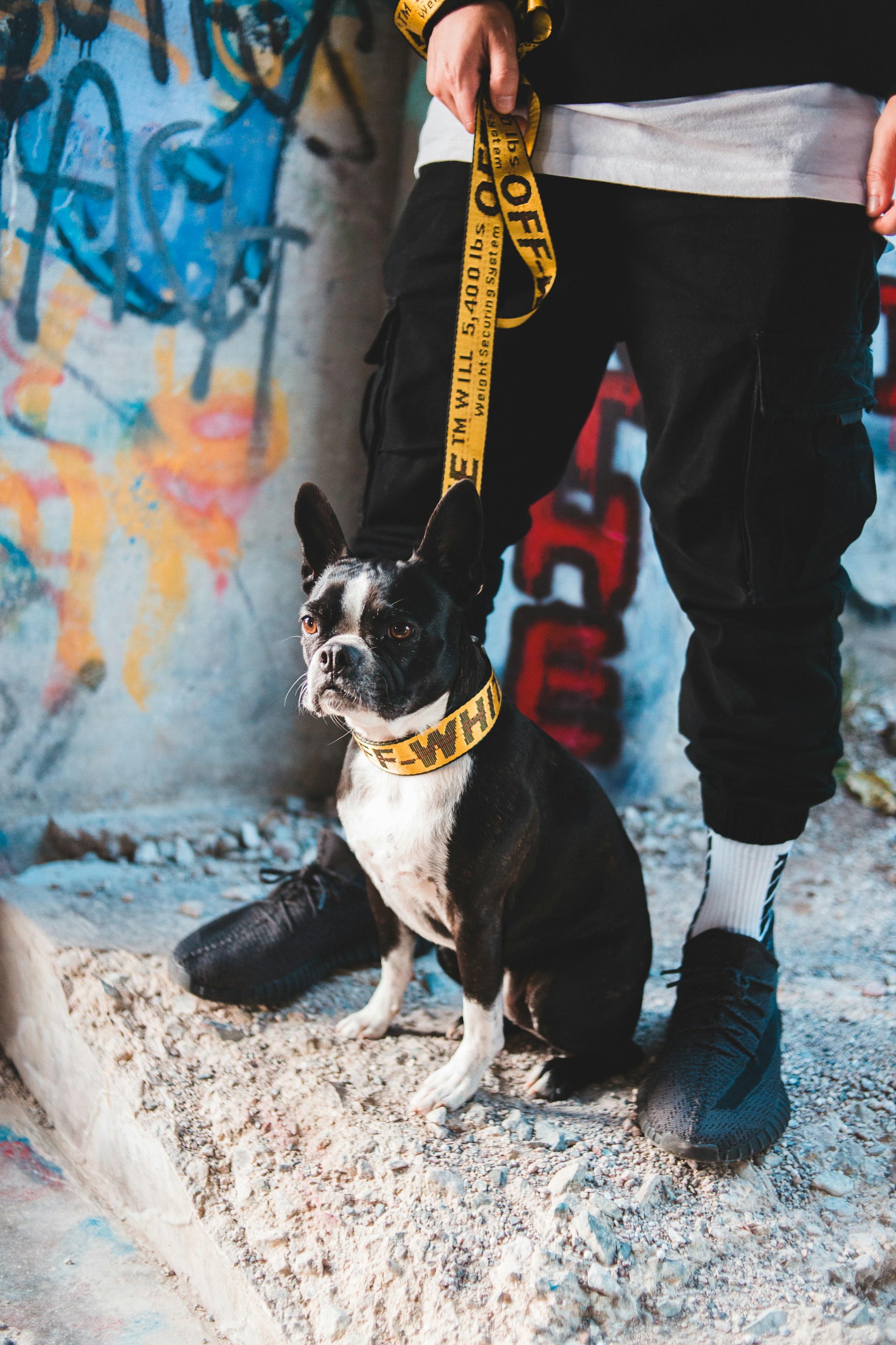 black and white short coated dog on snow covered ground