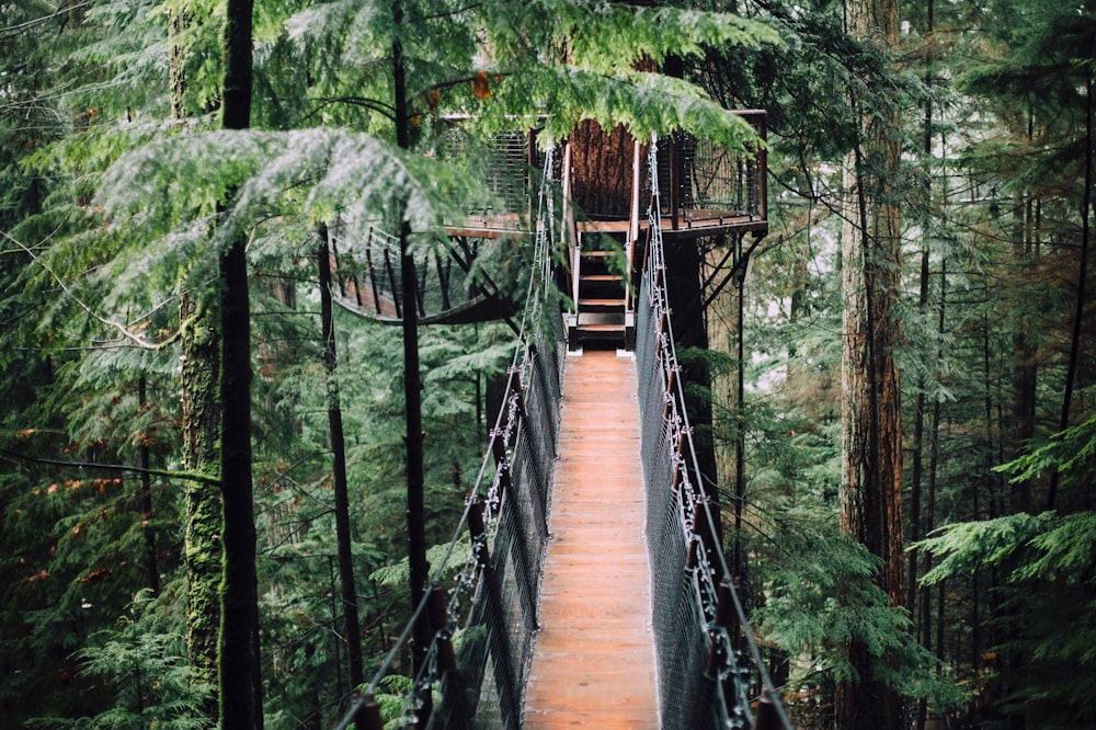 brown wooden bridge in the forest