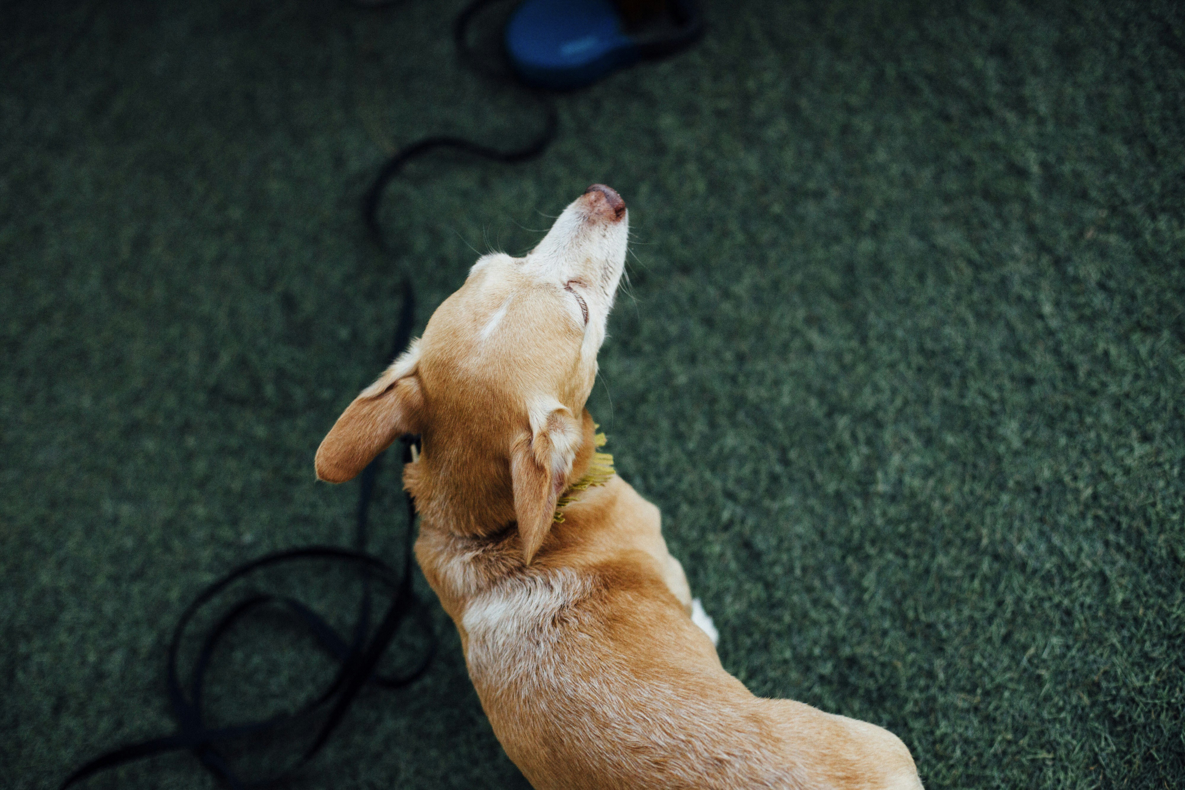 brown short coated dog lying on green carpet
