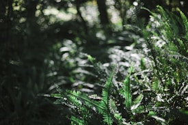 Sunlight filters through dense foliage, illuminating vibrant green fern leaves amidst a lush forest setting. The background is softly blurred, enhancing the tranquil and natural ambiance.