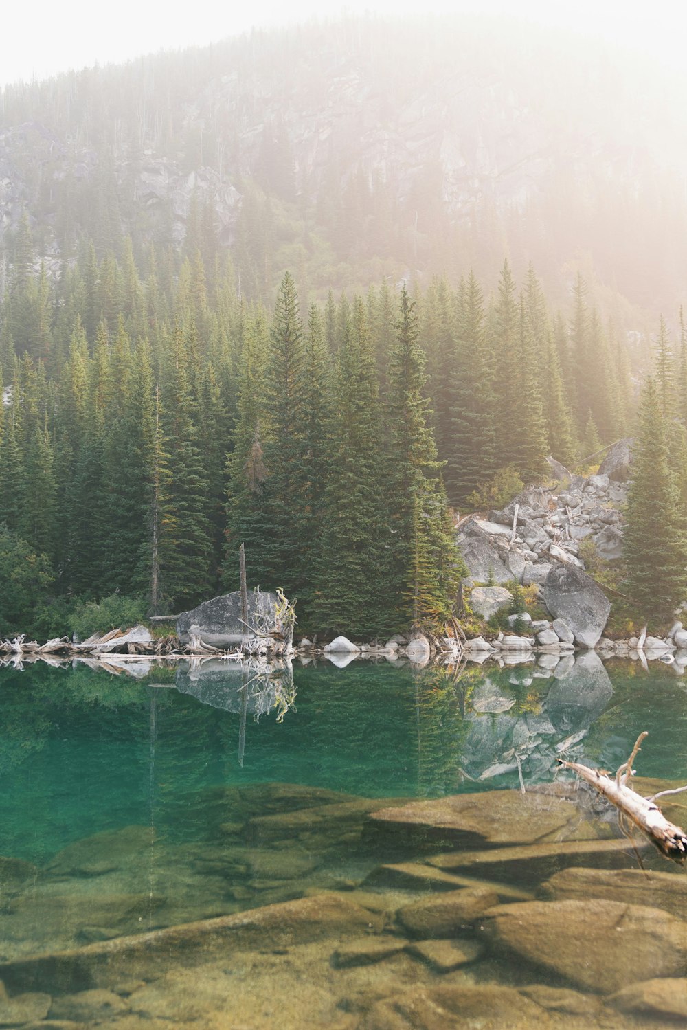 green pine trees beside river during daytime